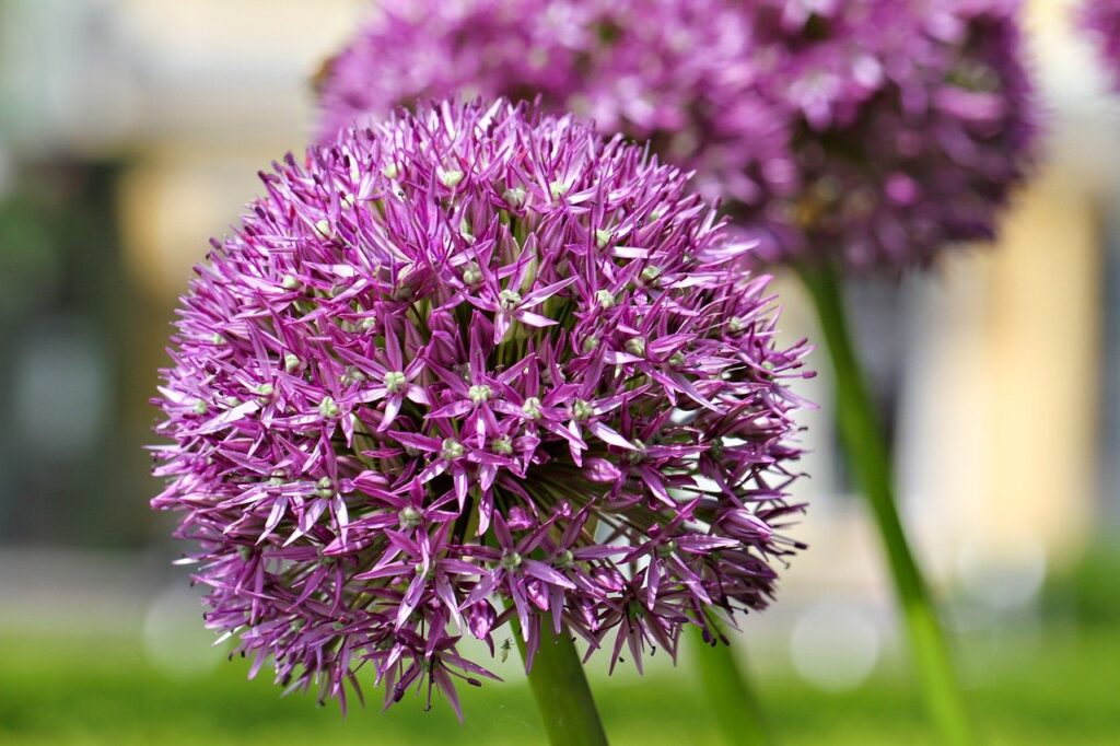 ball leek, flower wallpaper, flower-8758055.jpg
