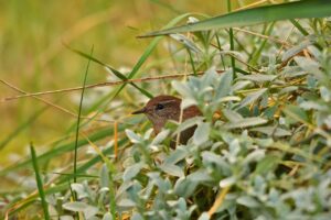 bird, sparrow bird, pen-8496059.jpg