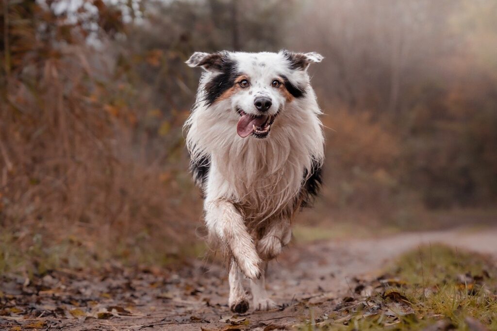 border collie, domestic animal, dog-8501579.jpg