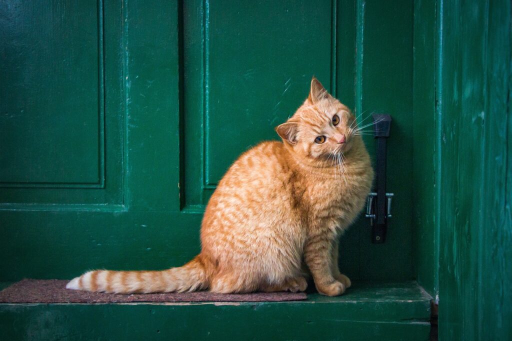 cat, front door, nature-6946498.jpg