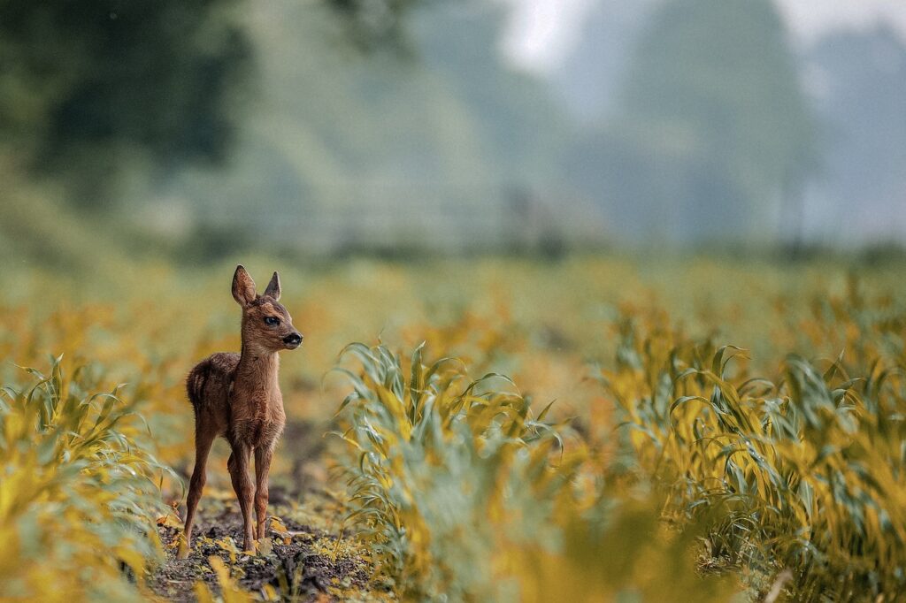 deer, animal, hd wallpaper-3955031.jpg