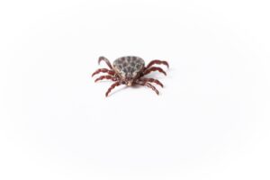 detail, tbe, tick-borne encephalitis-3370931.jpg