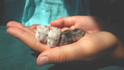 hamster-pups-2693007_1280