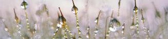 moss-3021192_960_720